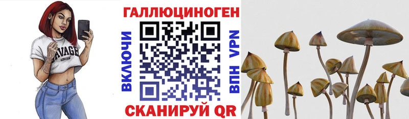 omg зеркало  Сосновоборск  Псилоцибиновые грибы Cubensis 